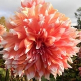 Dahlia holland festival